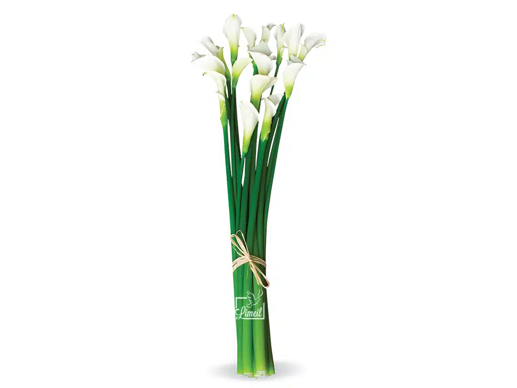 Jeté d’arums